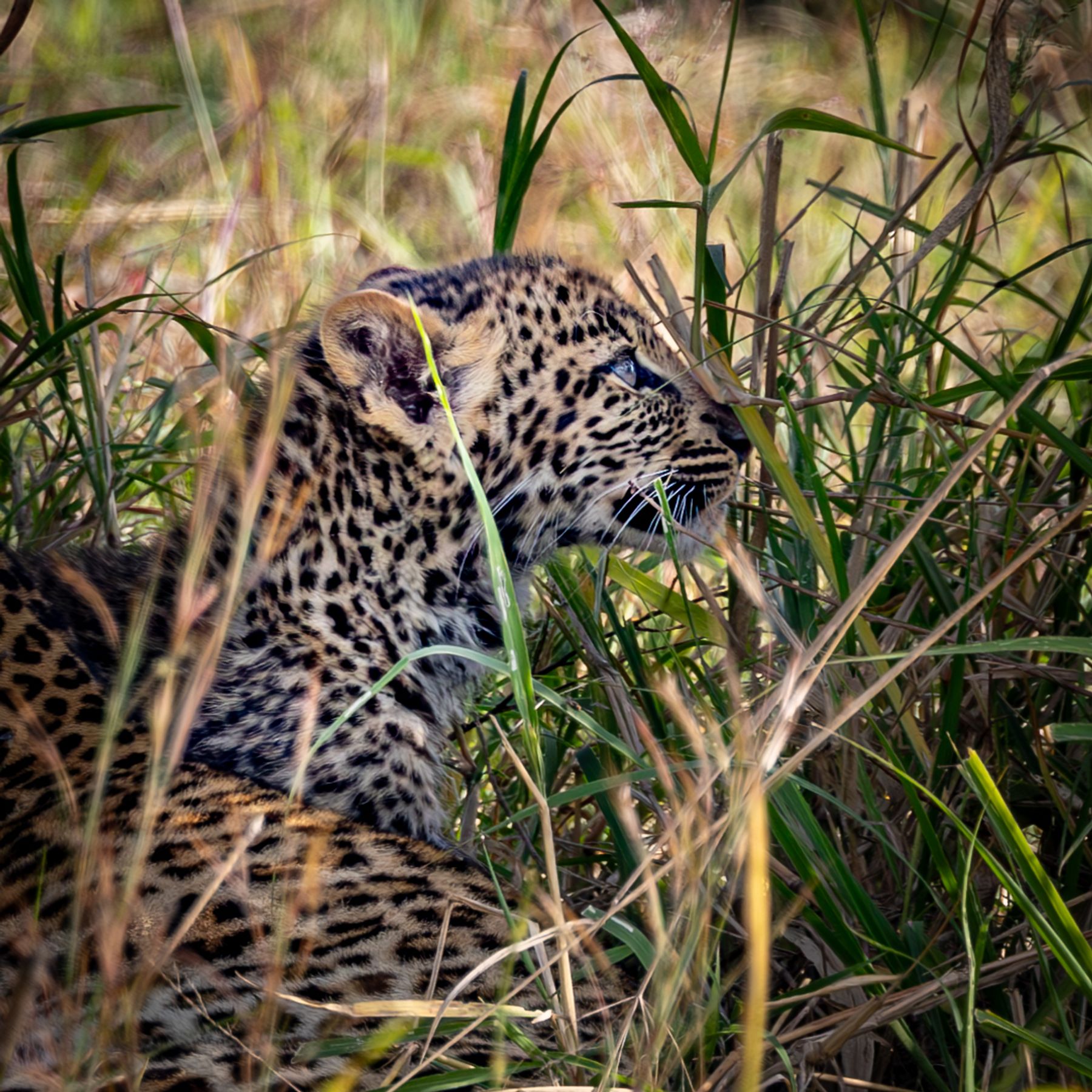 I’m In The Leopard Cub Club!